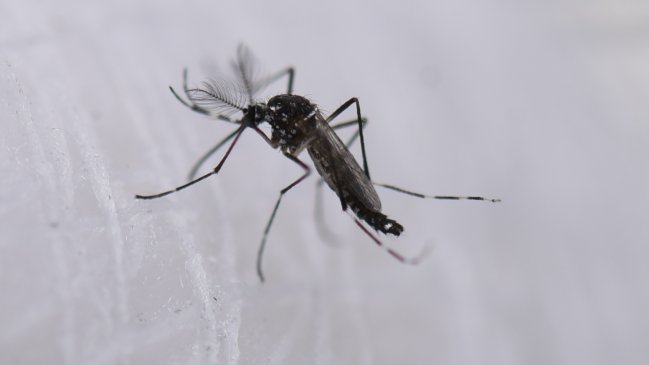   Expertos chinos descubren nexo entre temperaturas anómalas en Índico con brotes de dengue 