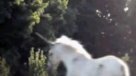 Videoaficionado graba un unicornio en Canadá