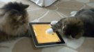 Un iPad para gatos