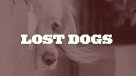 Documental muestra la dramática forma en que viven los perros abandonados en Chile