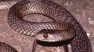 Mujer encontró siete serpientes venenosas en el ropero de su hijo