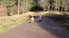 Un niño paseando a su perro es sensación en Youtube