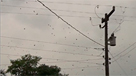 La "lluvia" de arañas en Brasil
