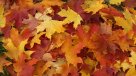 ¿Por qué se caen las hojas de los árboles en otoño?