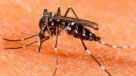 Casos de dengue del serotipo 4 detectados en Paraguay subieron a 12
