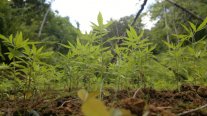 Colegio Médico a favor del uso terapéutico de la marihuana