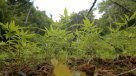 Colegio Médico a favor del uso terapéutico de la marihuana