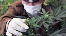 Directora del Senda: En Chile el consumo de drogas hoy no es un delito