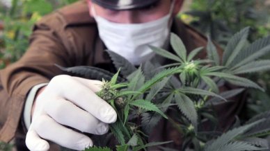 Directora del Senda: En Chile el consumo de drogas hoy no es un delito
