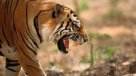 Un tigre mató a una trabajadora de un zoológico británico
