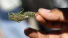 EE.UU.: Vermont descriminalizó posesión de pequeñas dosis de marihuana
