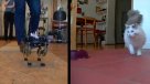 Investigadores diseñan un "gato" robot