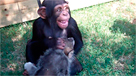 Crías de chimpancé, tigre y lobo juegan juntos frente a las cámaras