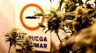 Senado uruguayo aprobará legalización de la marihuana sin cambios