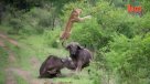 Búfalo salva a su amigo de las garras de un león