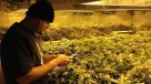 Debuta venta de marihuana en el estado de Colorado