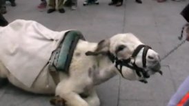 Un video presentado por la organización muestra cómo dos animales se desplomaron por agotamiento y fueron reincorporados a la fuerza.
