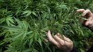 Uruguay extremará protección para registro de consumidores de marihuana