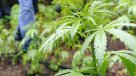 Policía hondureña arrestó a dos personas con 3.000 plantas de marihuana