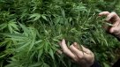 Forenses alemanes vincularon dos muertes con consumo de cannabis