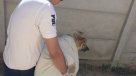 Cartagena: Hombre le cortó la pata a una perra con un hacha