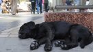 Cámara aprobó ley sobre tenencia responsable de mascotas