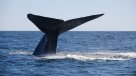 GPS: Japón y la de caza de ballenas en la Antártica