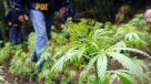 Corte Suprema ratificó fallo que anula autorización para cultivo de cannabis