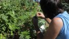Realizarán controles de consumo de marihuana a conductores uruguayos
