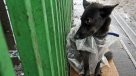 Montevideo obligará a castrar perros en barrios marginales