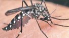 Paraguay reportó el primer caso de Chikungunya