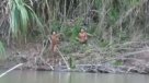 El primer contacto de indígenas brasileños con la civilización