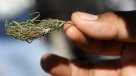 SAG autorizó cultivo de marihuana con fines medicinales en La Florida