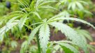 Experto por plantación de marihuana en La Florida: Es un paso en la dirección correcta