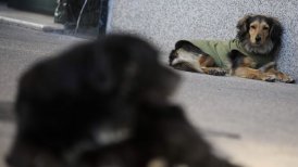 Se encontraron restos de elementos tóxicos y carne.