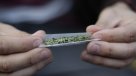 Equipo técnico del Gobierno recomendará uso medicinal de la marihuana