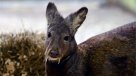 Investigadores corroboraron existencia de ciervos con colmillos de vampiro