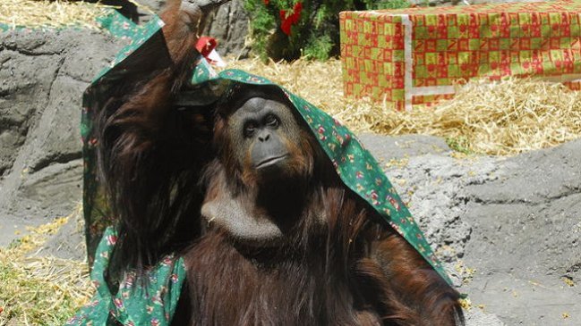  Orangután busca libertad como 