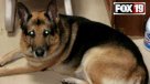 Polémica en EEUU: Voluntad de fallecida obliga a sacrificar a su mascota