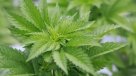 Visitan cultivos de marihuana para uso terapéutico