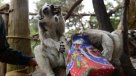 Animales del Buin Zoo recibieron su regalo de Navidad