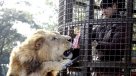 El parque temático donde puedes alimentar a leones, tigres y babuinos