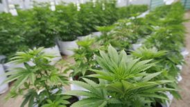 La siembra se efectuará en las instalaciones que Agrofuturo posee en la ciudad de Los Ángeles.