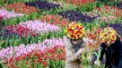 El bello paisaje del Día Nacional del tulipán en Amsterdam