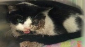 Bart regresó a su hogar después de cinco días de ser enterrado.