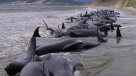 Unas 200 ballenas quedaron varadas en una bahía de Nueva Zelanda