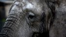 Hombre murió arrollado por una estampida de elefantes en Kenia
