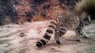 Captaron las primeras imágenes del gato andino en su hábitat natural