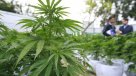 Comisión despachó proyecto para despenalizar consumo de marihuana