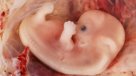 Estudio chino hace historia: modificó ADN de embriones humanos por primera vez